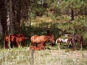 Pferde in Montana
