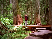 Giant Cedars Boardwalk