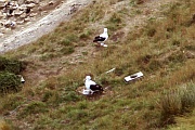 Royal Albatross Colony