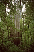 Trounson Kauri Forest