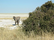 Gereizter Elefant