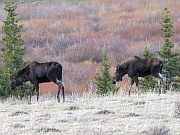 Moose (Elche)