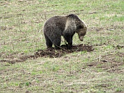 Brown Bear (Braunbär)