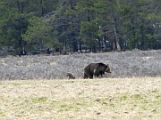 Brown Bears (Braunbären)
