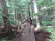 Trail Of The Cedars
