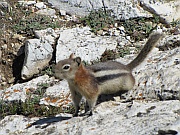 Antelope Ground Squirrel