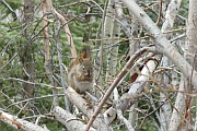 Gray Squirrel (Eichhörnchen)