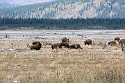 Delta Bison Herde