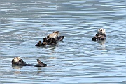 Sea Otters (Seeotter)