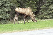 Moose (Elch)