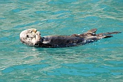 Sea Otter (Seeotter)