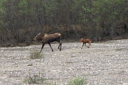 Moose (Elche)