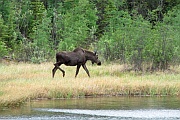 Moose (Elch)