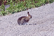 Mountain Hare (Schneehase)