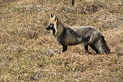 Fox (Fuchs)