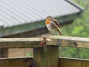 Robin (Rotkehlchen)