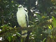 White Hawk (Schneebussard)