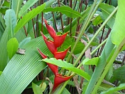 Heliconia bourgaeana