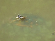 Flußschildkröte