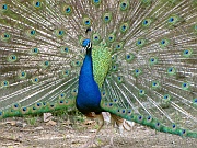 Victoria – Peacock (Pfau)