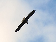 Bald Eagle (Weißkopfseeadler)