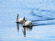 American White Pelicans (Nashornpelikane)