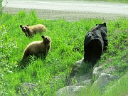 Black Bears (Schwarzbären)
