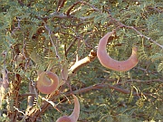 Kameldornbaum