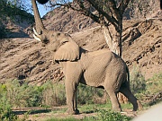 Hoanib – Wüstenelefant