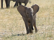 Kleiner Elefant
