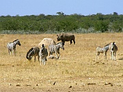 Nashorn und Zebras
