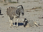 Etosha Park – Zebras
