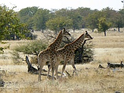 Etosha Park – Giraffen