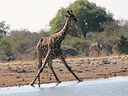 Giraffe und Kudu