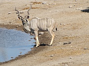 Etosha Park – Kudu