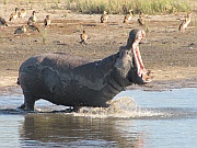Chobe River – Flusspferd