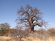Baobab (Affenbrotbaum)