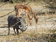 Warzenschwein und Impalas