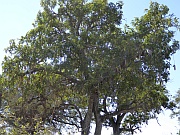 Leberwurstbaum