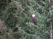 Bald Eagle (Weißkopfseeadler)