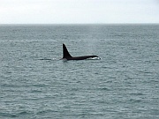 Orca (Schwertwal)