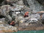 Steller Sea Lions (Stellersche Seelöwen)