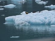 Harbor Seals (Seehunde)