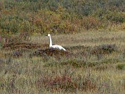 Trumpeter Swan (Trompeterschwan)