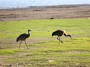 Sandhill Cranes (Kanadakraniche)