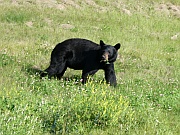 Black Bear (Schwarzbär)