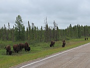 Wood Bisons (Waldbisons)