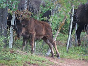 Wood Bisons (Waldbisons)