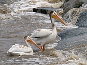 American White Pelicans (Nashornpelikane)