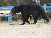 Black Bear (Schwarzbär)